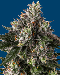 Northern Harvest Flower 3.5g Indica Sacred OG